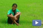 Kim Suan's story